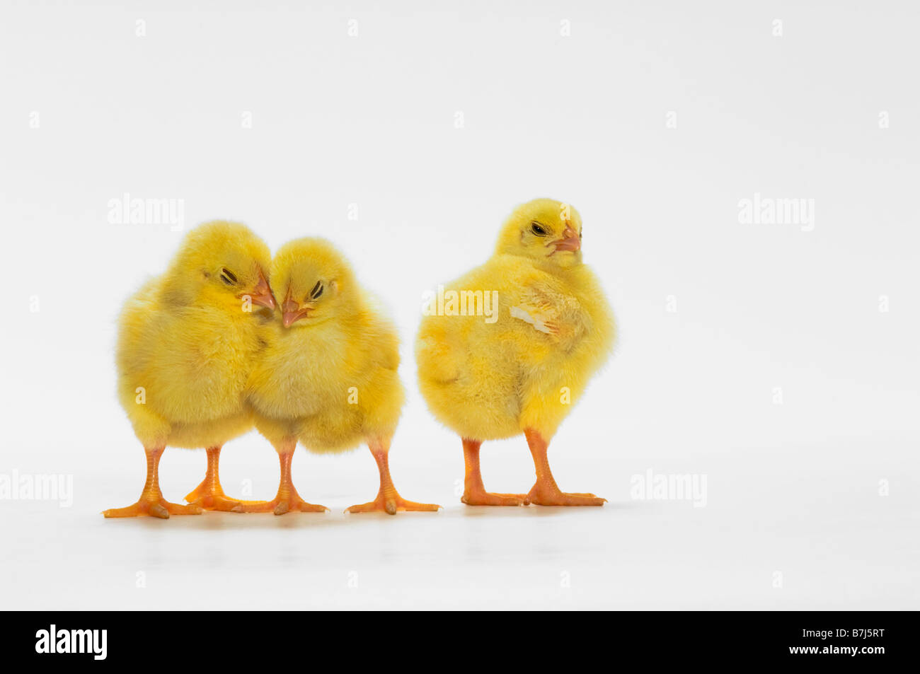 Gelbes Küken. Baby Hühner. Stockfoto