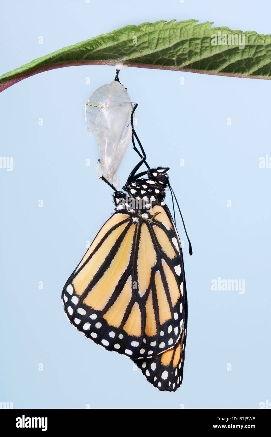 Monarch-Schmetterling Lebenszyklus, entstehende Kokon. Stockfoto