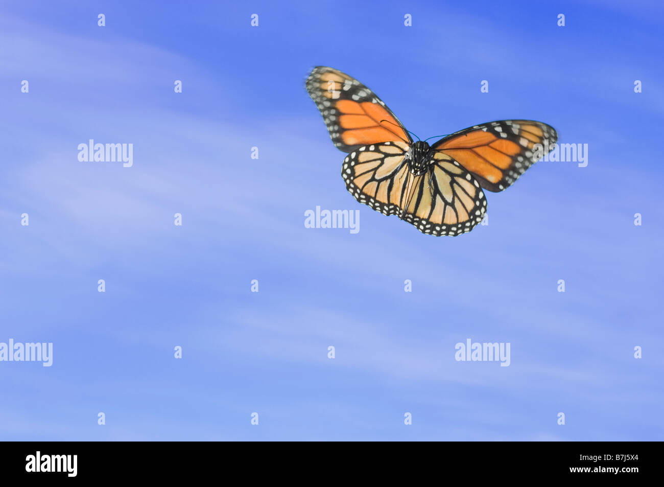 MonarchSchmetterling im Flug Stockfotografie Alamy