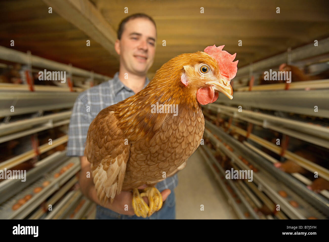 Landwirt Huhn halten in der Nähe von Kamera auf einer Hühnerfarm, Waterford, Ontario Stockfoto