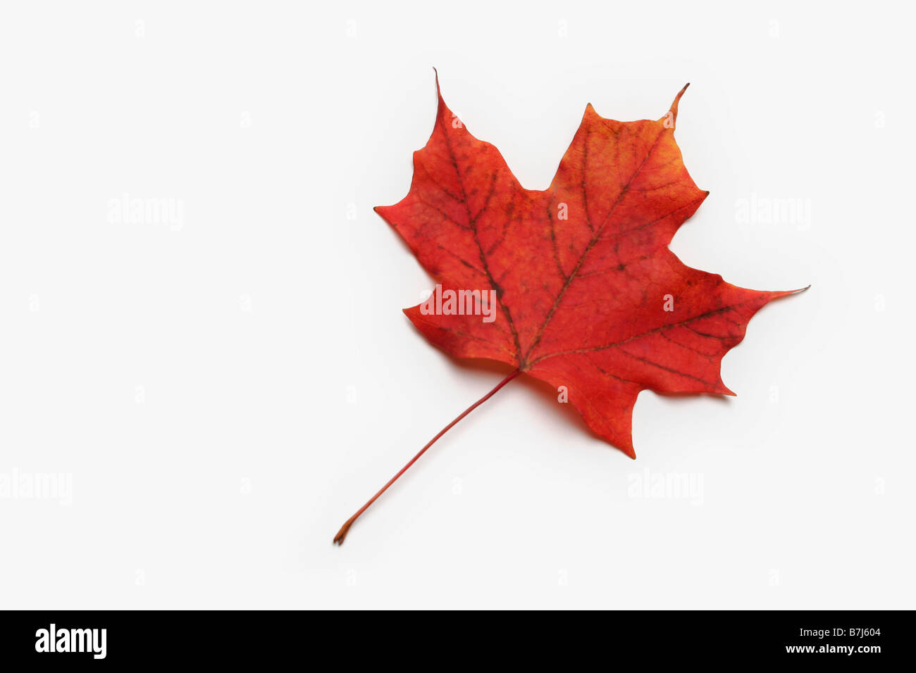 Rotes Ahornblatt auf weißem Hintergrund Stockfoto