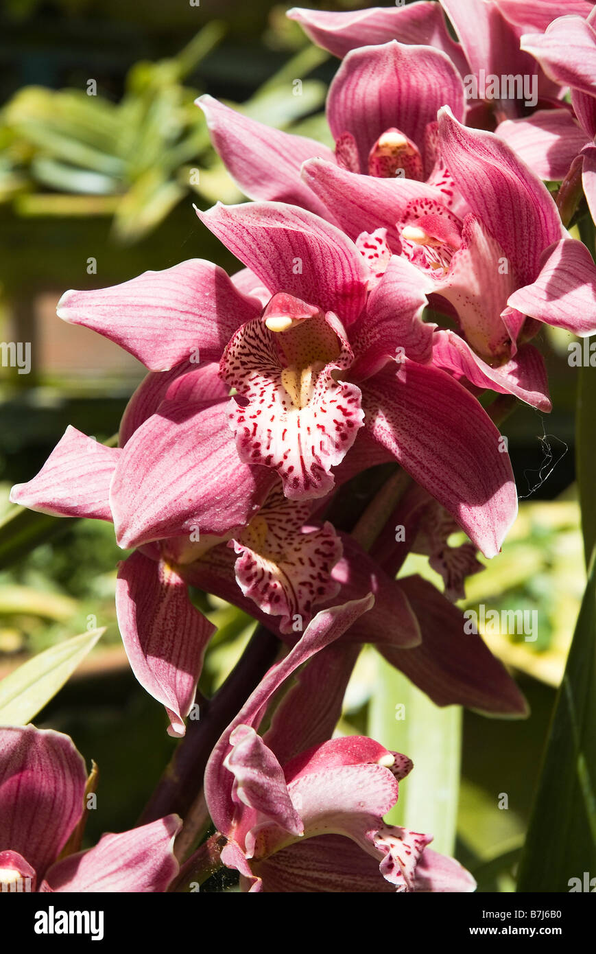 dh Monte Palace Tropical Garden MONTE MADEIRA rosa lila und weißen Orchideen blühen Stockfoto