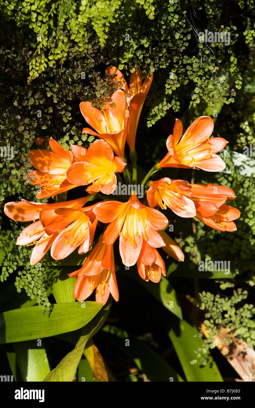 dh Monte Palace Tropical Garden MONTE MADEIRA Orange Blumen Stockfoto