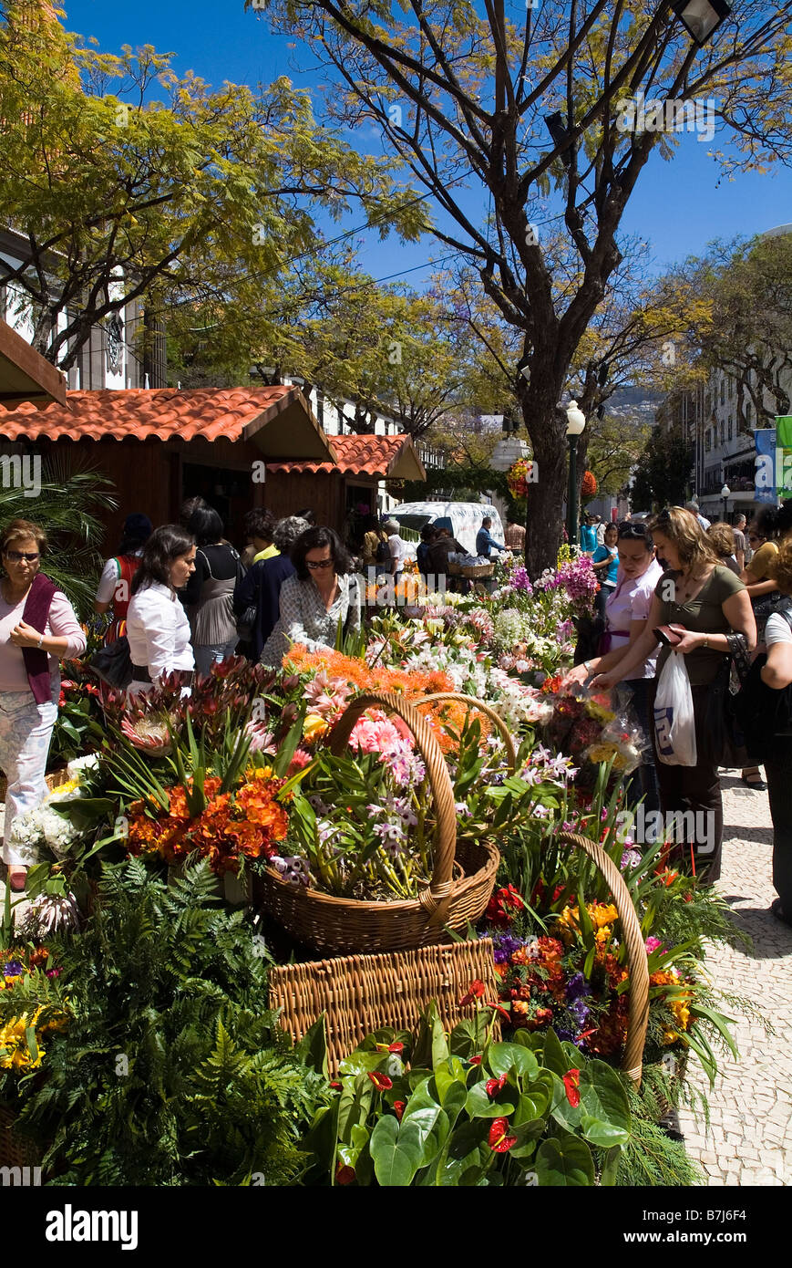 dh FUNCHAL MADEIRA Kunden Auswahl Blumen Blumenfest Stände Stall Markt floral mart Stockfoto