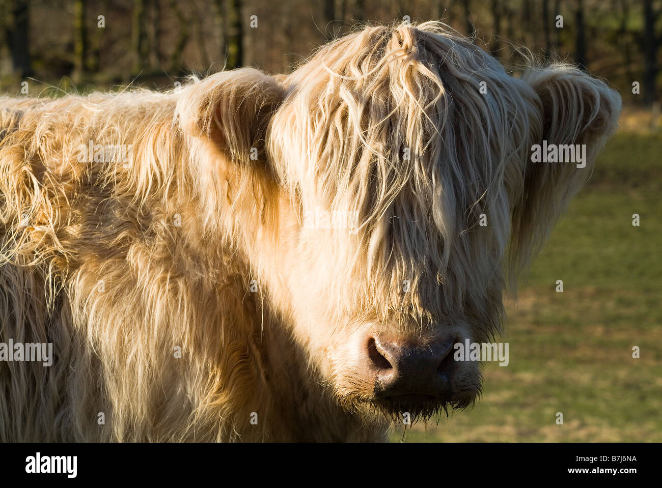 Dh Highland Kuh Kuh Tier Zottigen Haaren Highland Kuh Hornlosen Schliessen Sich Gesicht Schottischen Behaarte Stockfotografie Alamy