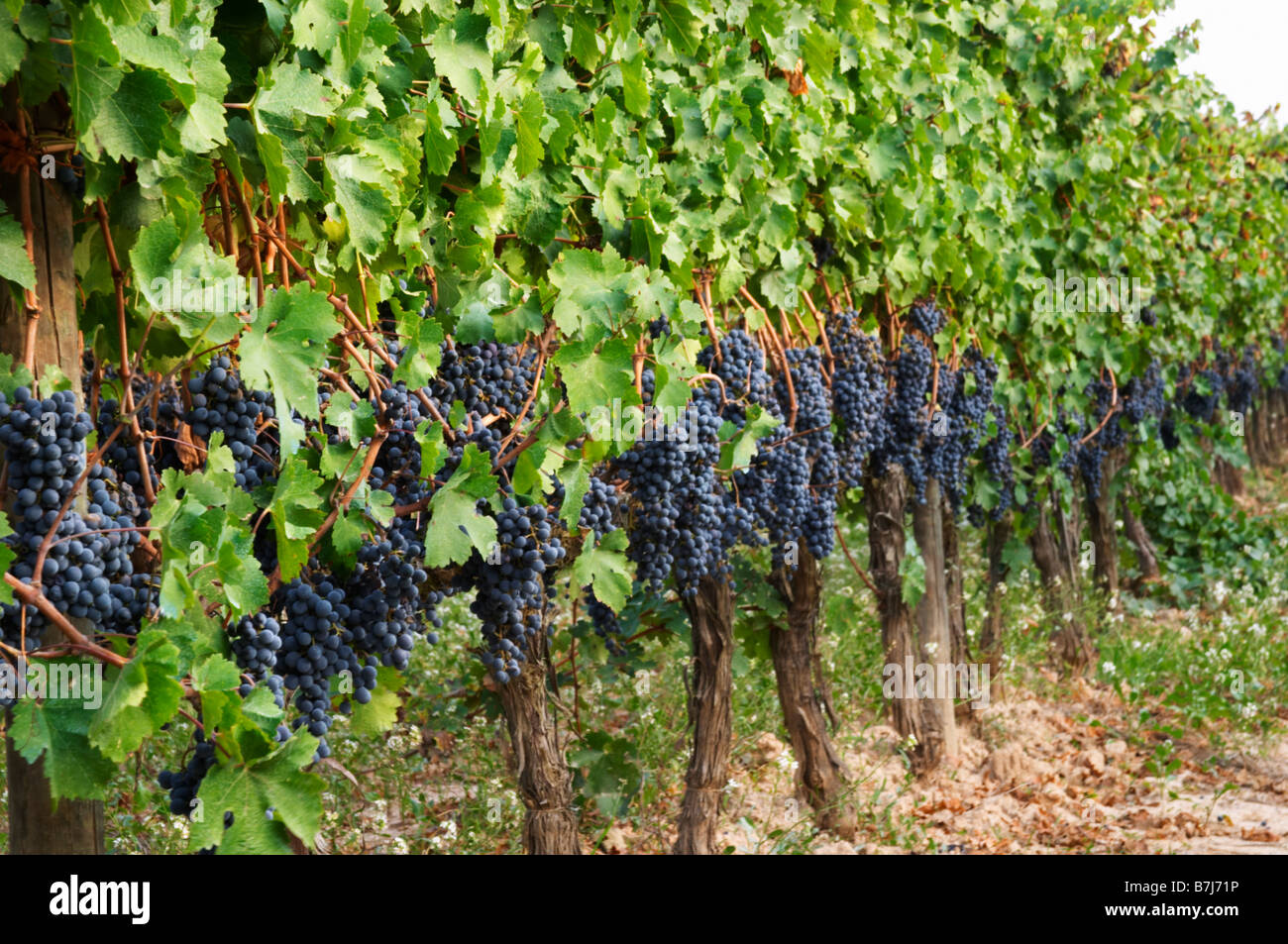 Tempranillo-Reben im Weinberg. Albet ich Noya. Penedes Katalonien Spanien Stockfoto