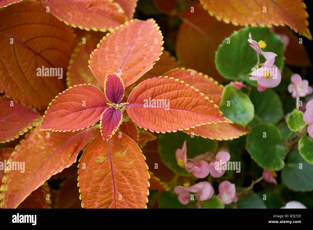 Red Buntnessel Pflanze, Burlington, Ontario. Stockfoto