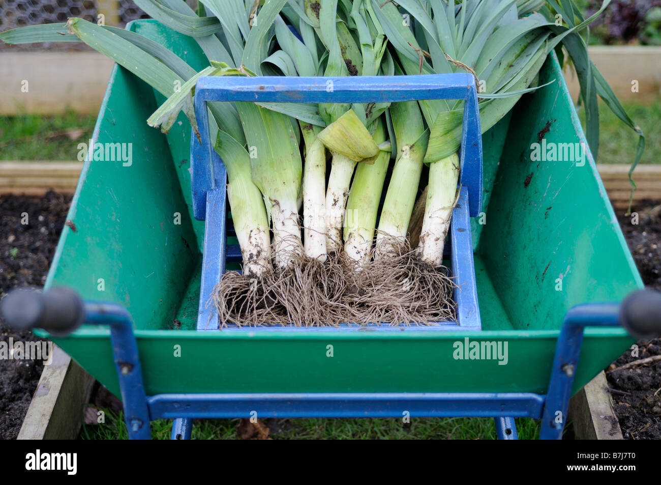 Frisch nach Hause angebauten Lauch Musselburgh in blau aus Holz Trug in Schubkarre Januar gegraben Stockfoto