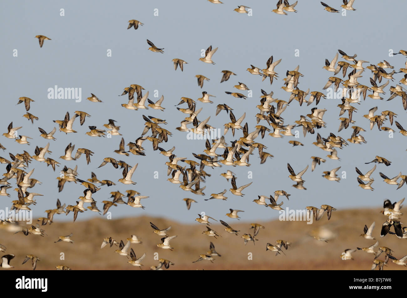 Golden Plover Pluvialis Apricaria Herde im Flug Norfolk Uk Januar Stockfoto