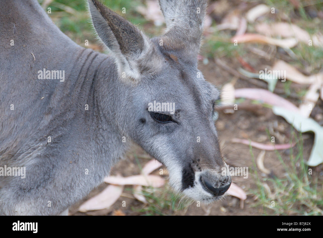 Detail des Gesichts eines westlichen grauen Kängurus an Cleland Wildlife Park Adelaide South Australia Stockfoto