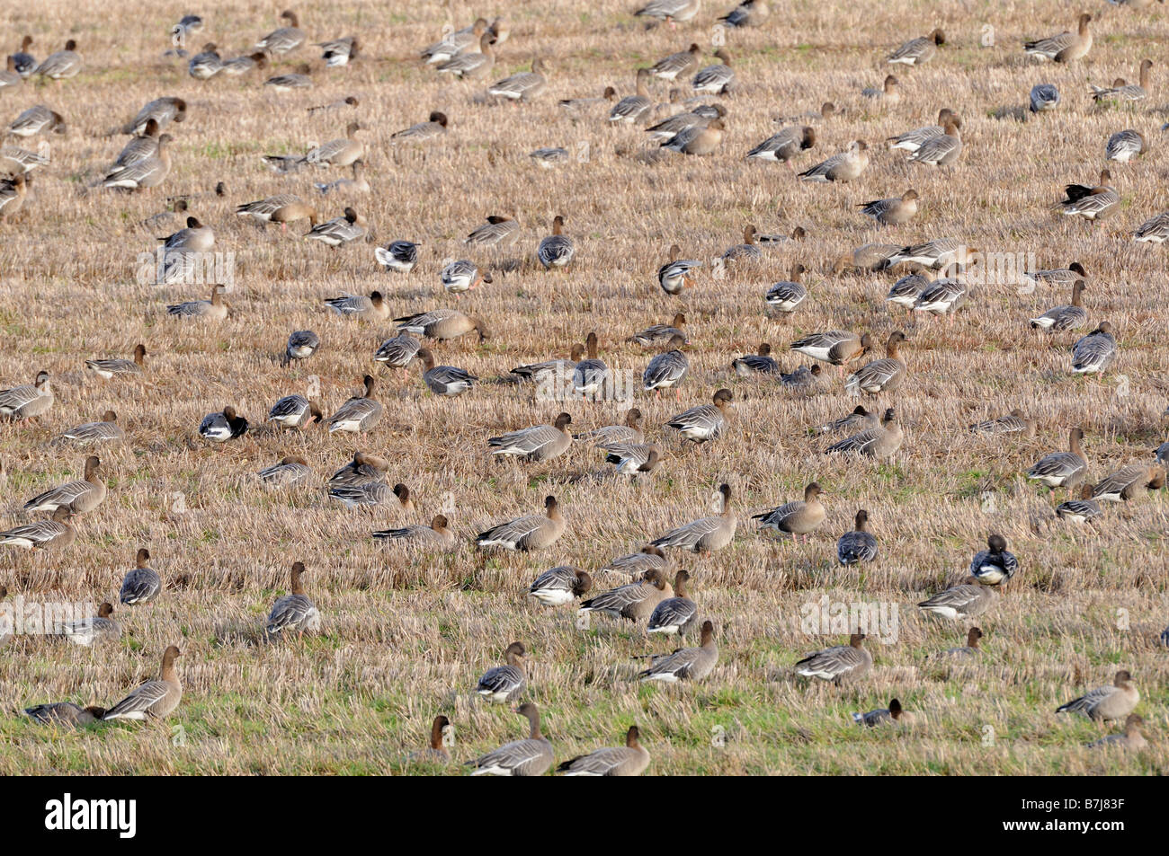 Pink-footed Gänse Anser Brachyrhynchus Herde in Stoppeln Feld Norfolk England Dezember Stockfoto