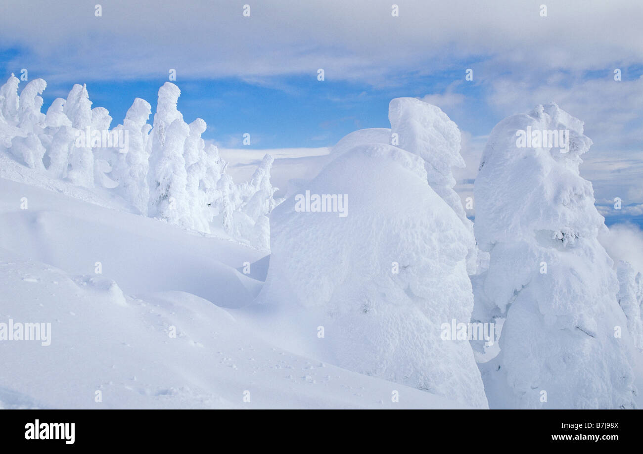 Schnee-Riesen sind Bäume in Raureif, Skigebiet Mt. Washington, Vancouver Island, BC Stockfoto