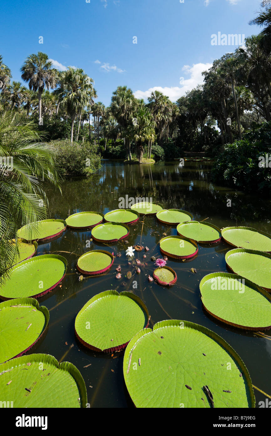 Longwood Hybrid von Victoria Seerose, Bok Tower Gardens in der Nähe von Lake Wales, Zentral-Florida, USA Stockfoto