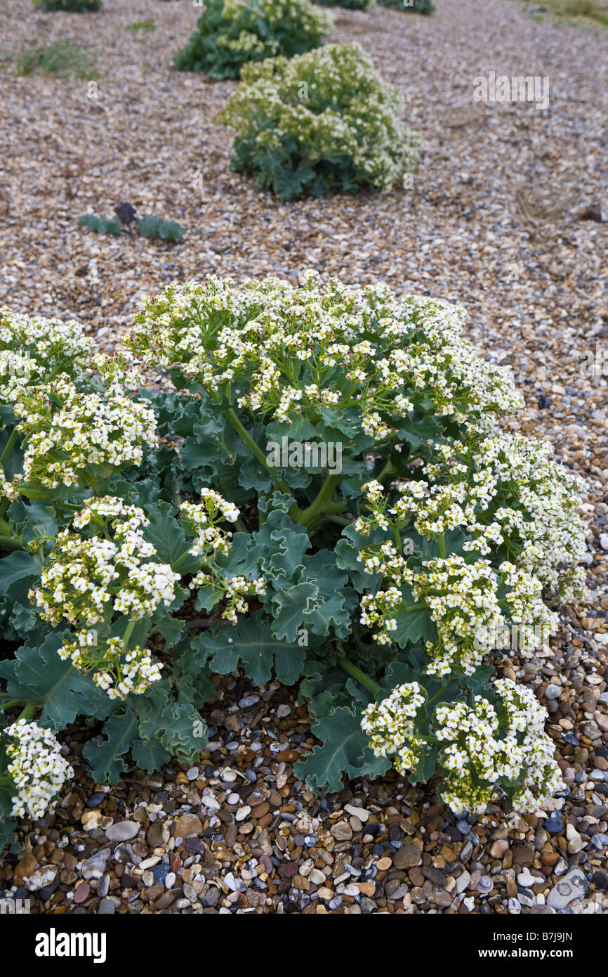 Meerkohl oder Meer Kohl - Crambe Maritima - wächst auf einem Kiesstrand in Minsmere, Suffolk Stockfoto