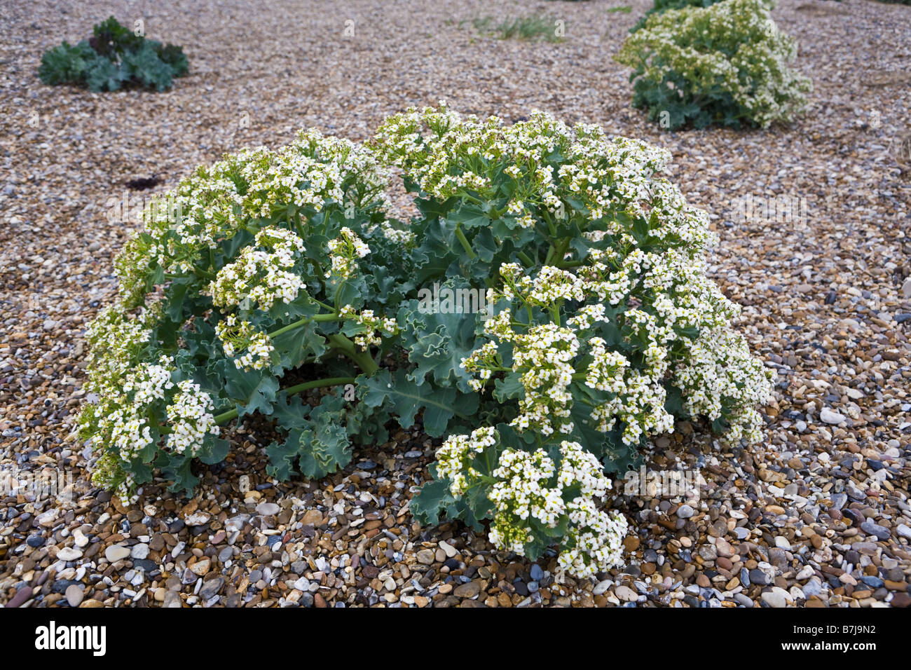 Meerkohl oder Meer Kohl - Crambe Maritima - wächst auf einem Kiesstrand in Minsmere, Suffolk Stockfoto