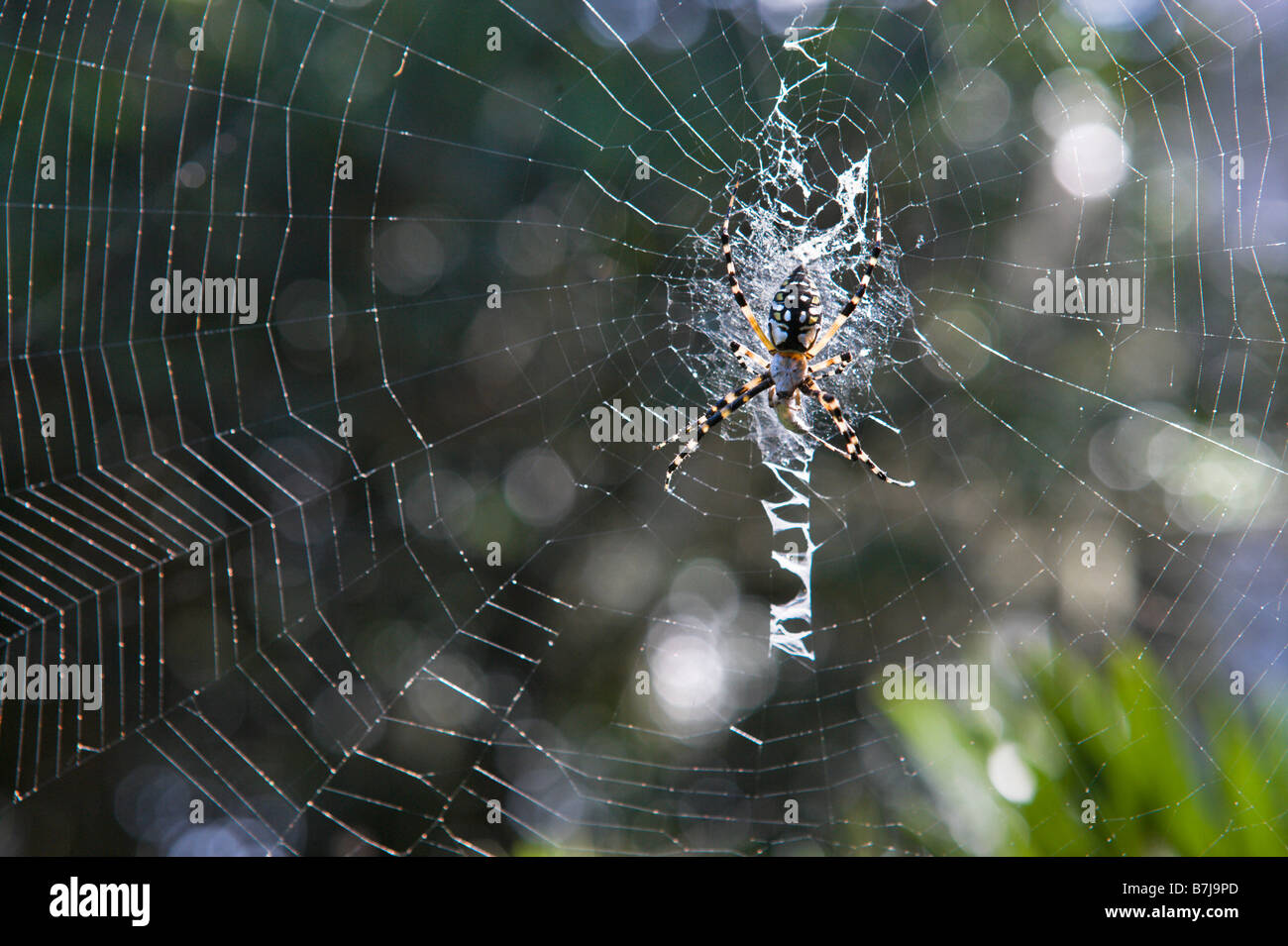 Spinne (Argiope Arantia) auf seiner Web, Bok Tower Gardens in der Nähe von Lake Wales, Zentral-Florida, USA Stockfoto