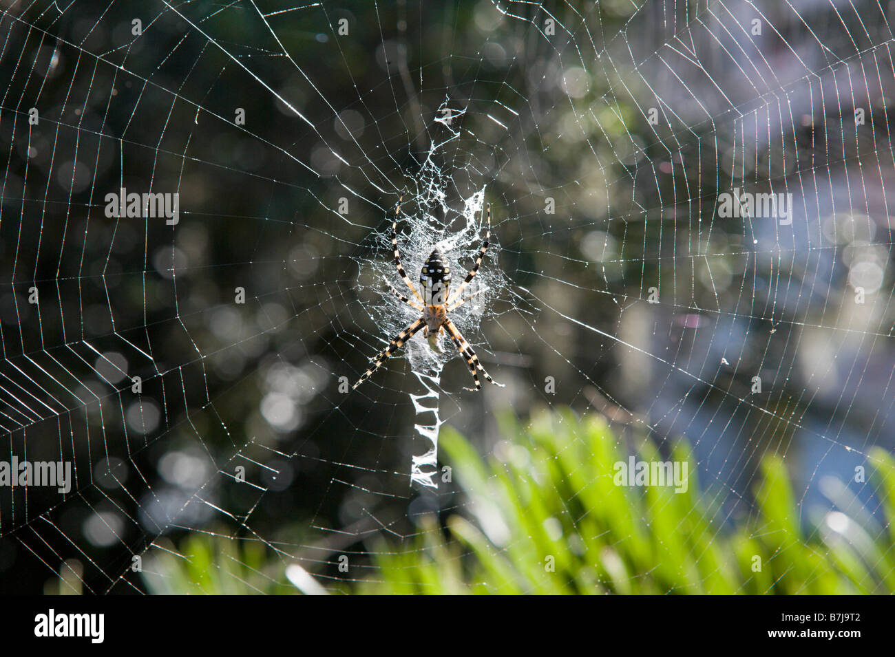 Spinne (Argiope Arantia) auf seiner Web, Bok Tower Gardens in der Nähe von Lake Wales, Zentral-Florida, USA Stockfoto