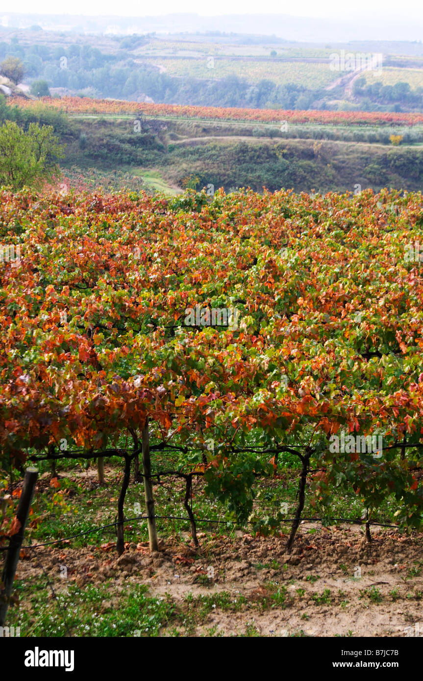 Tempranillo-Reben im Weinberg. Albet ich Noya. Penedes Katalonien Spanien Stockfoto