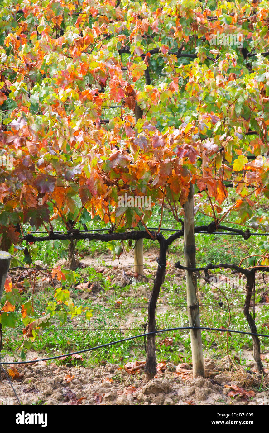 Tempranillo-Reben im Weinberg. Albet ich Noya. Penedes Katalonien Spanien Stockfoto