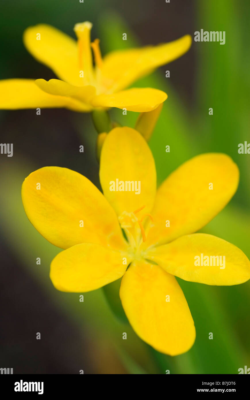 BELAMCANDA CHINENSIS HALLO GELB Stockfoto