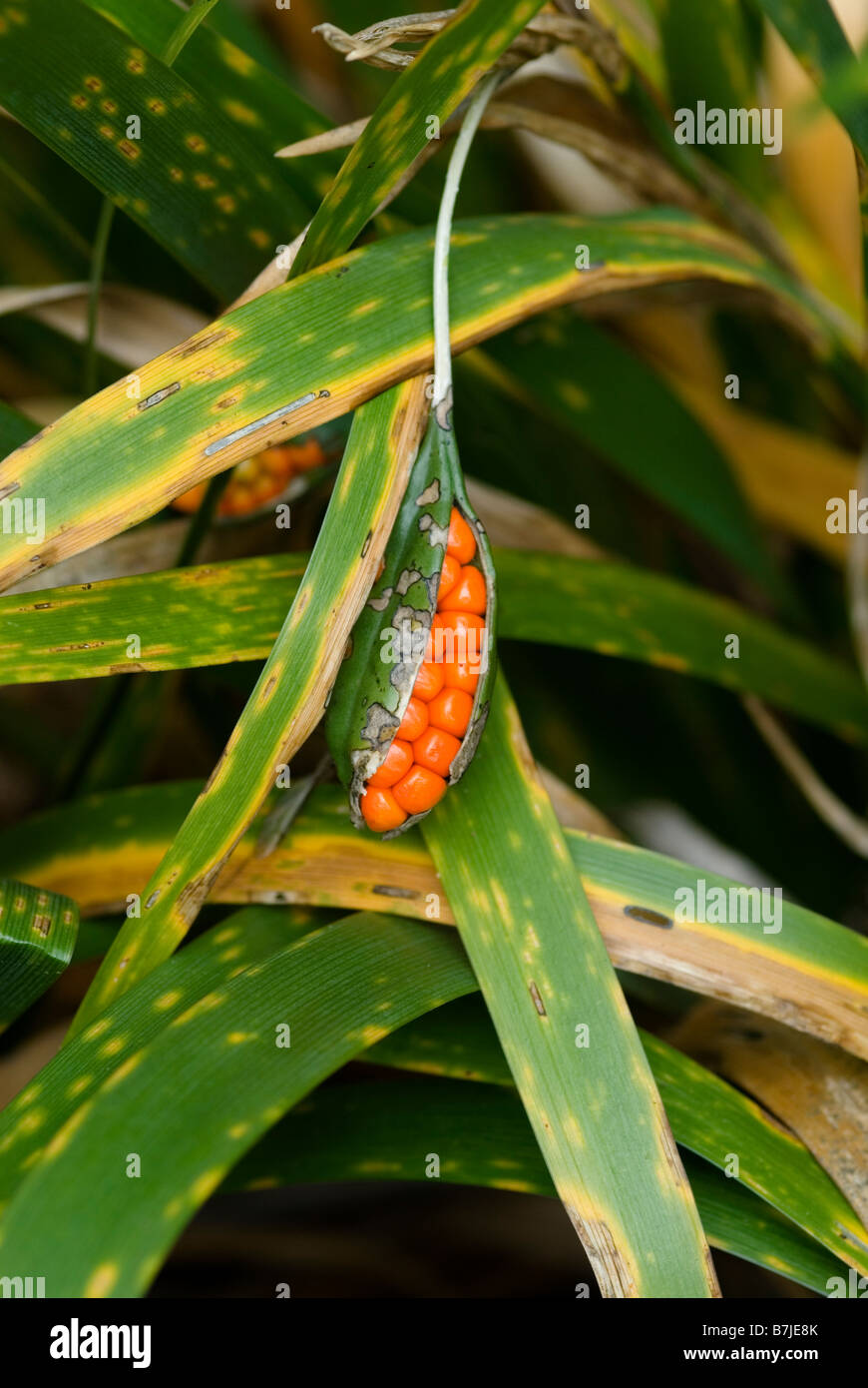 IRIS FOETIDISSIMA STINKENDEN GLADWYN-SAMENKAPSEL Stockfoto