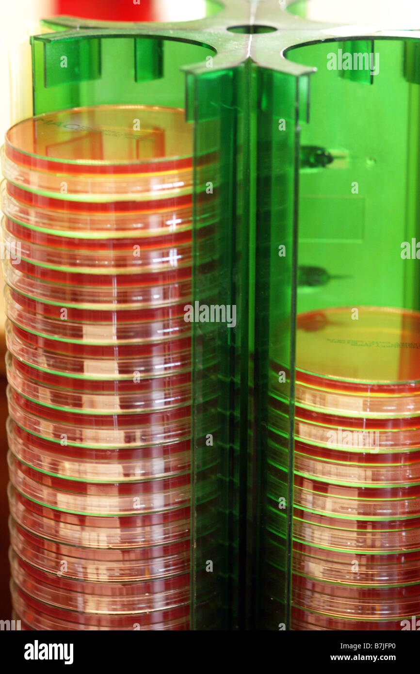 Petrischalen in ein Krankenhaus labatory Stockfoto