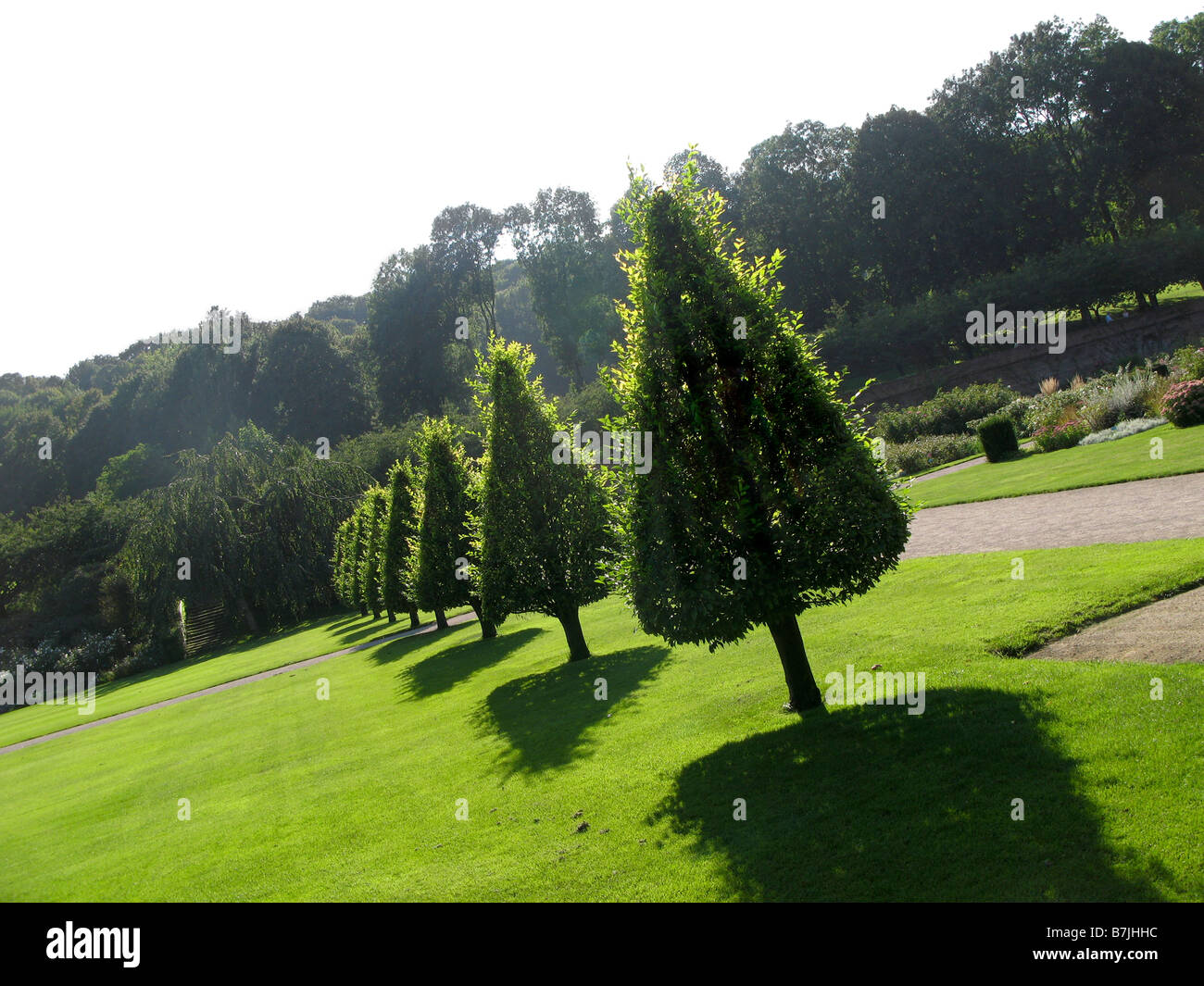 Formschnitt Bäume im Les Jardins de Valloires Abbaye de Valloires in Picardie Frankreich Stockfoto