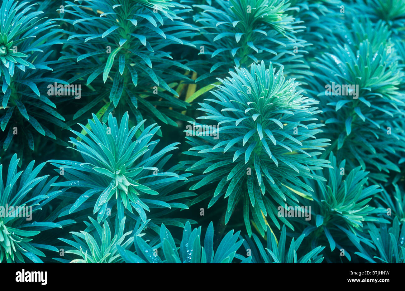 Nahaufnahme von Staats-und dicht gruppierten nadelförmige blaugrüne Blätter der Grenze mehrjährige Pflanze Wolfsmilch oder Euphorbia characias Stockfoto