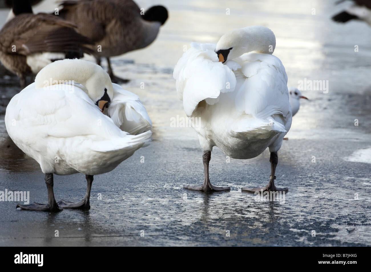 Zwei weiße Schwäne pflegen ihre Federn auf einem vereisten See in London, Vereinigtes Königreich Stockfoto