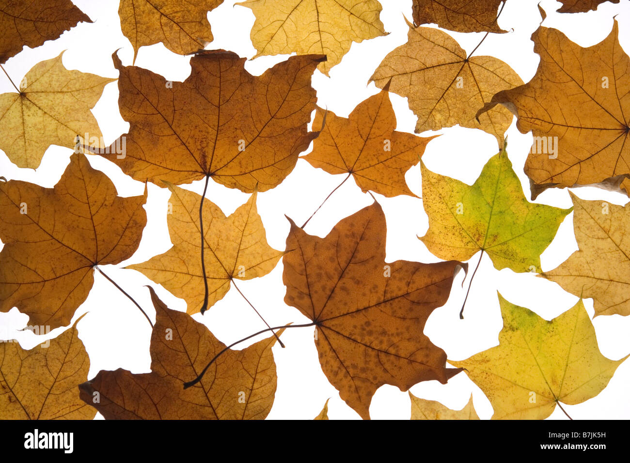 Im Herbst Laub Stockfoto