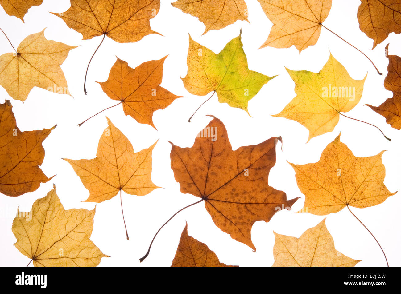 Im Herbst Laub Stockfoto