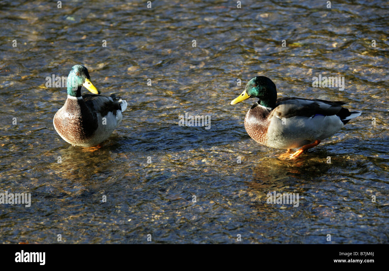 Männliche Stockente Enten, Anas Platyrhynchos, Anatidae Stockfoto