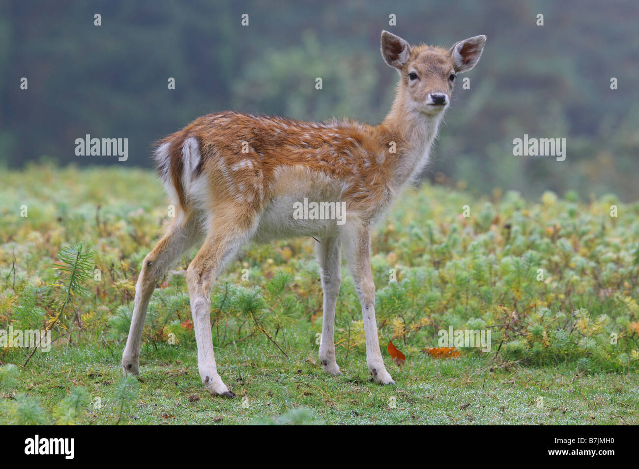 jungen Damhirsch / Dama Dama Stockfoto