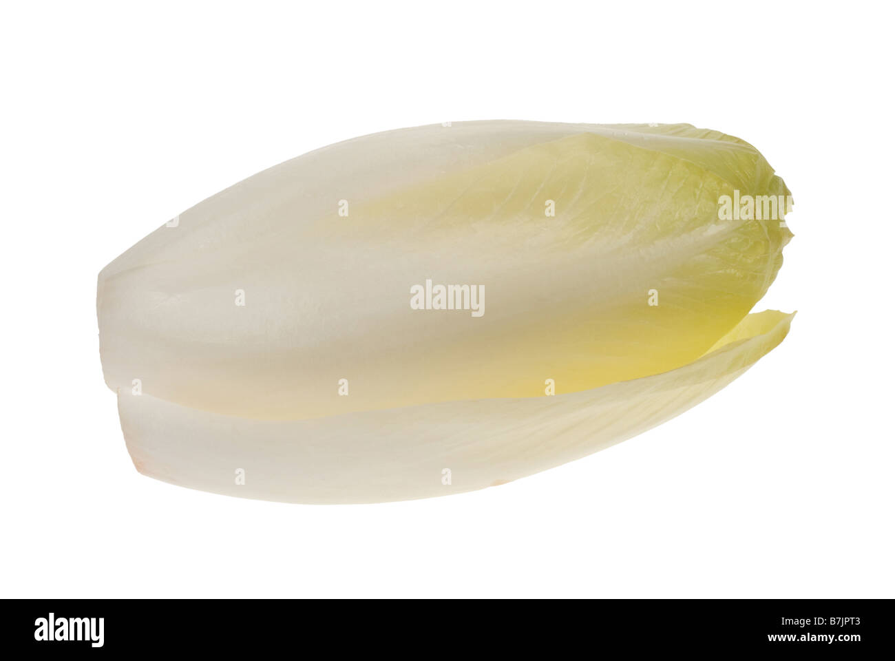 Endivien frisch isoliert auf weißem Hintergrund Cichorium endivia Stockfoto