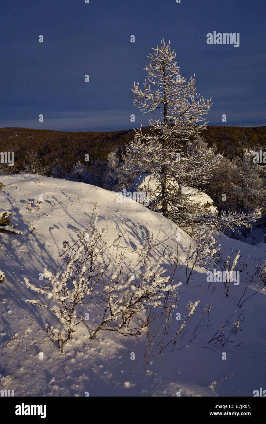 Schneebedeckten Baum Stockfoto