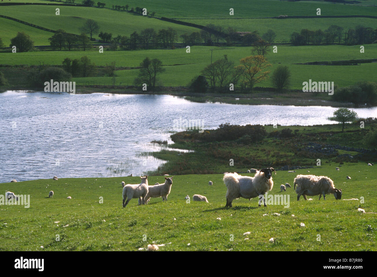 Schafe weiden in der Nähe von Auchencairn, Dumfries & Galloway Stockfoto