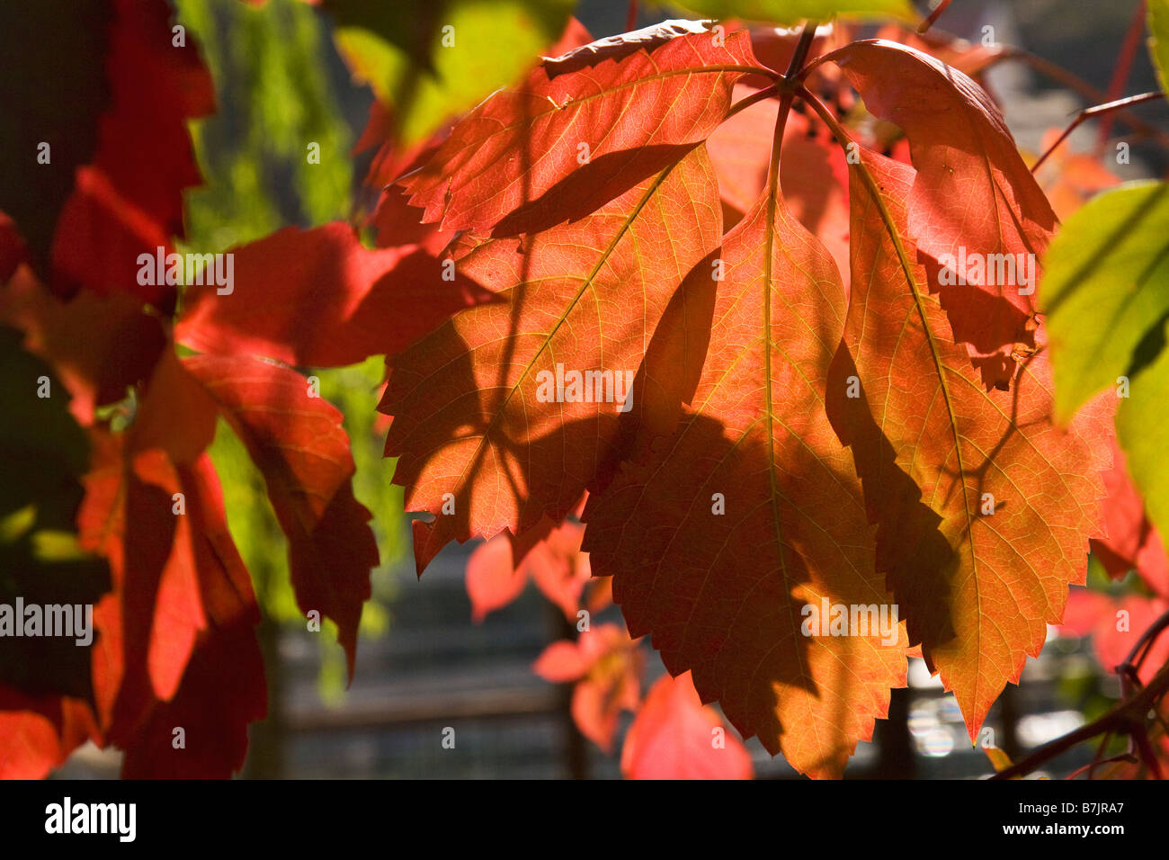 Blätter im Herbst Farben Herbstfarben Stockfoto