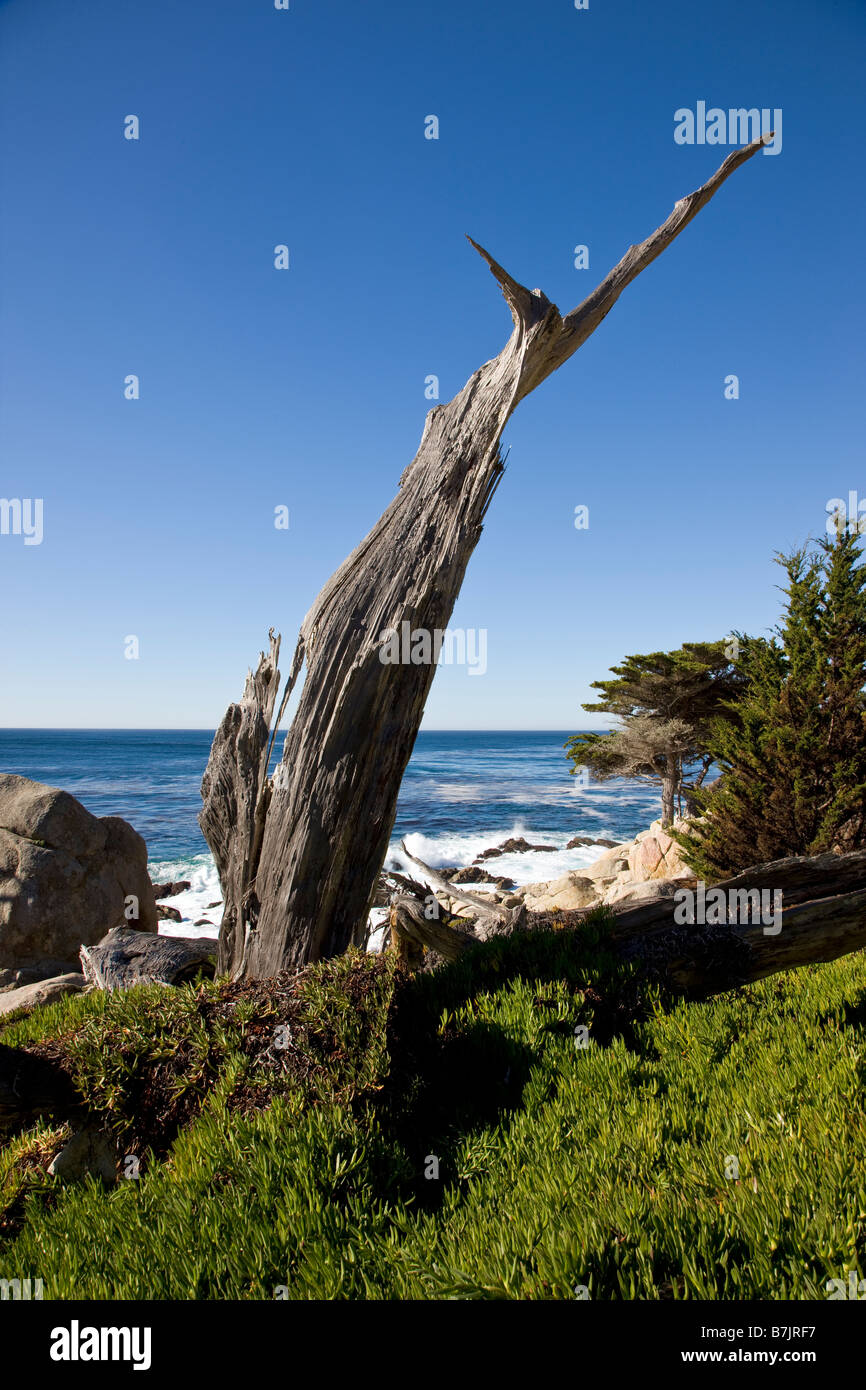 Toten & verwitterten Monterey-Zypresse Baum, Pescadero Point, Pebble Beach, Del Monte Forest, Monterey Peninsula, Kalifornien, USA Stockfoto