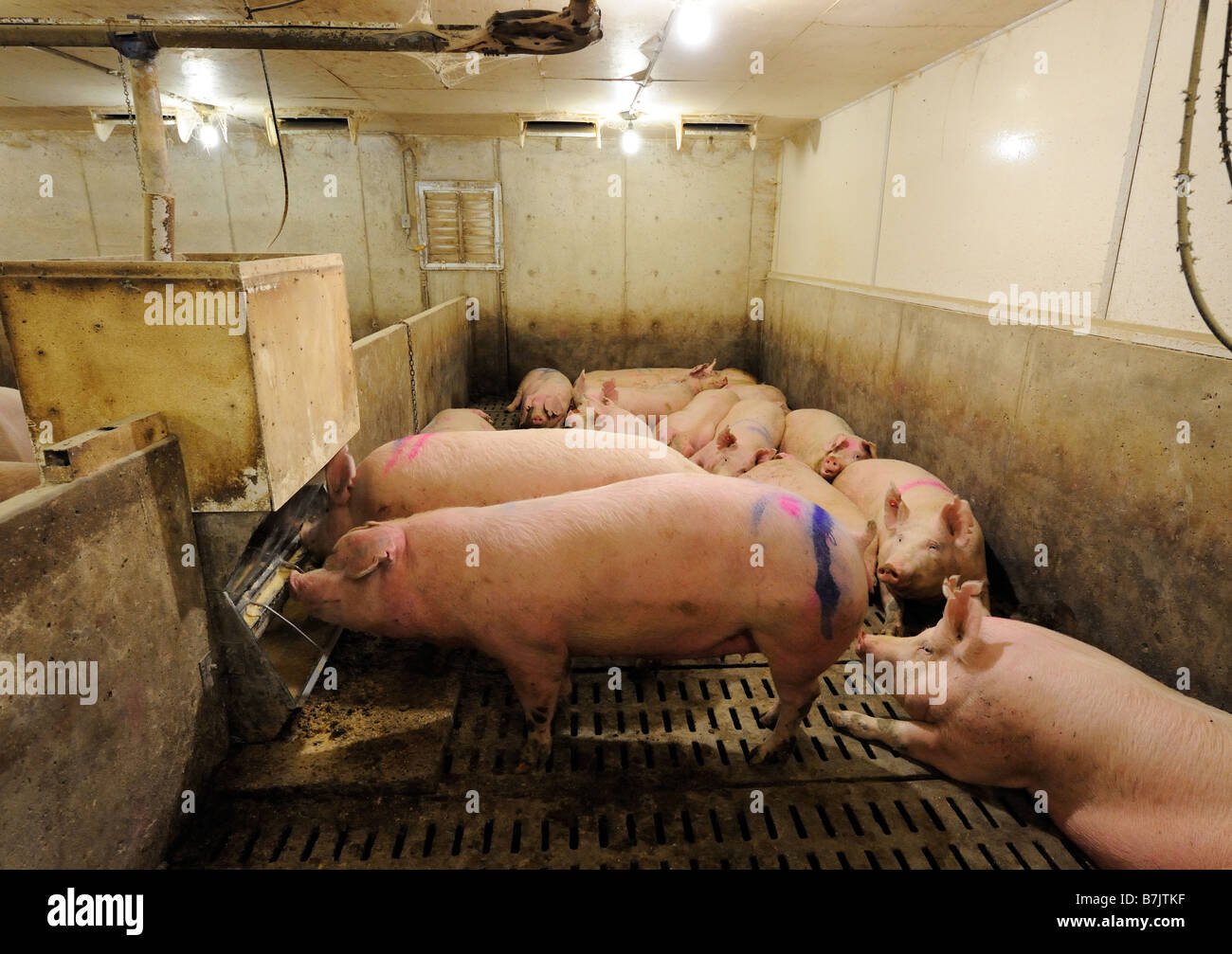 Ein erfolgreichen Schwein Zucht in Süd-Ontario, Kanada Stockfoto