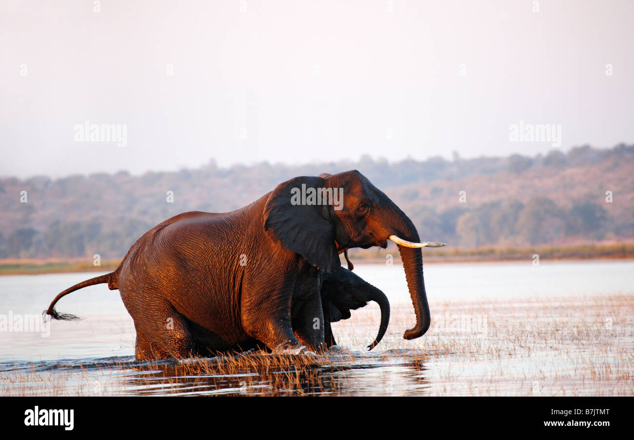 Ein Elefant Kuh mit Kalb an seiner Seite entstehende Chobe Fluss nach Überquerung Stockfoto