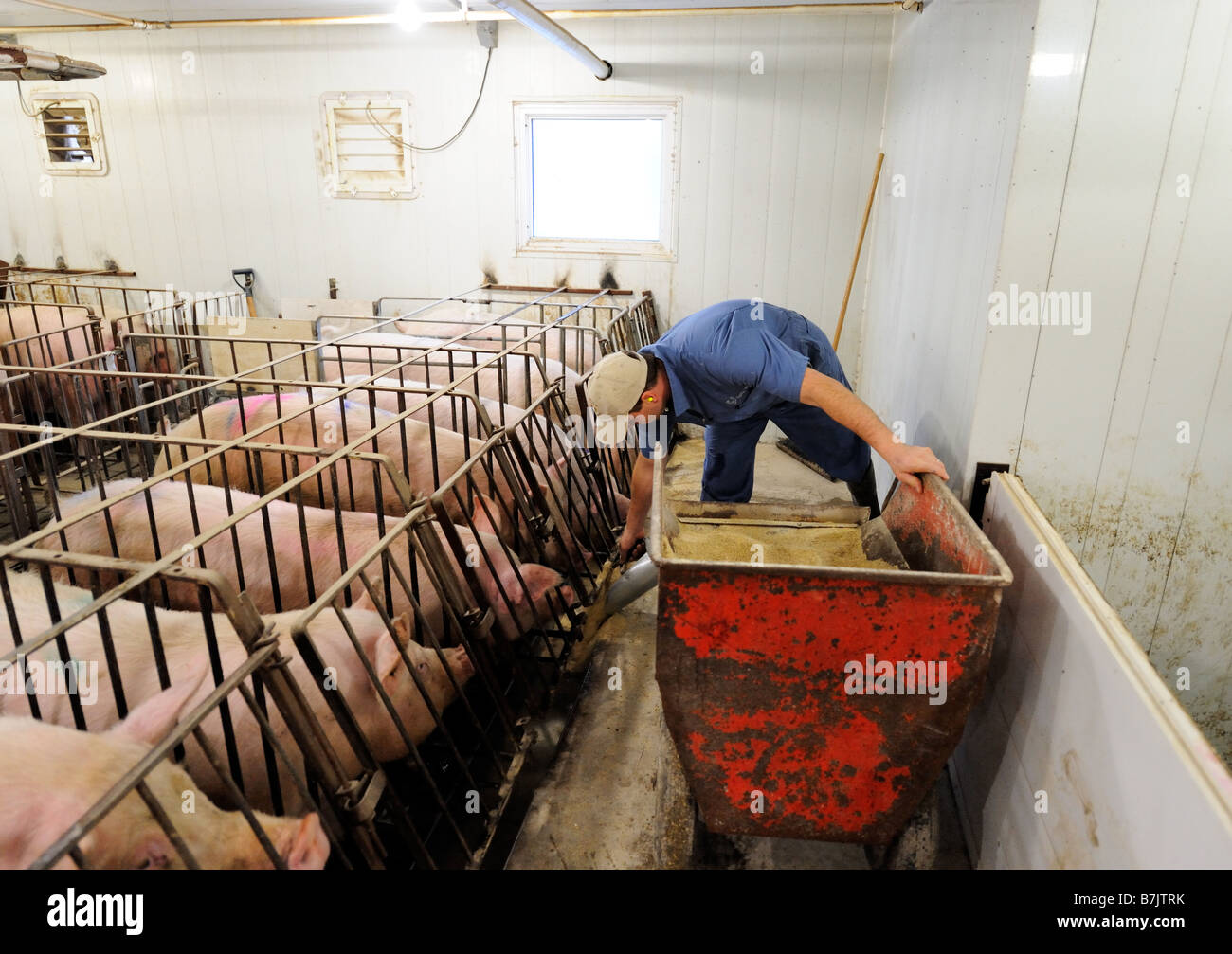 Fütterung der Schweine von Hand in einer Scheune in Süd-Ontario Stockfoto