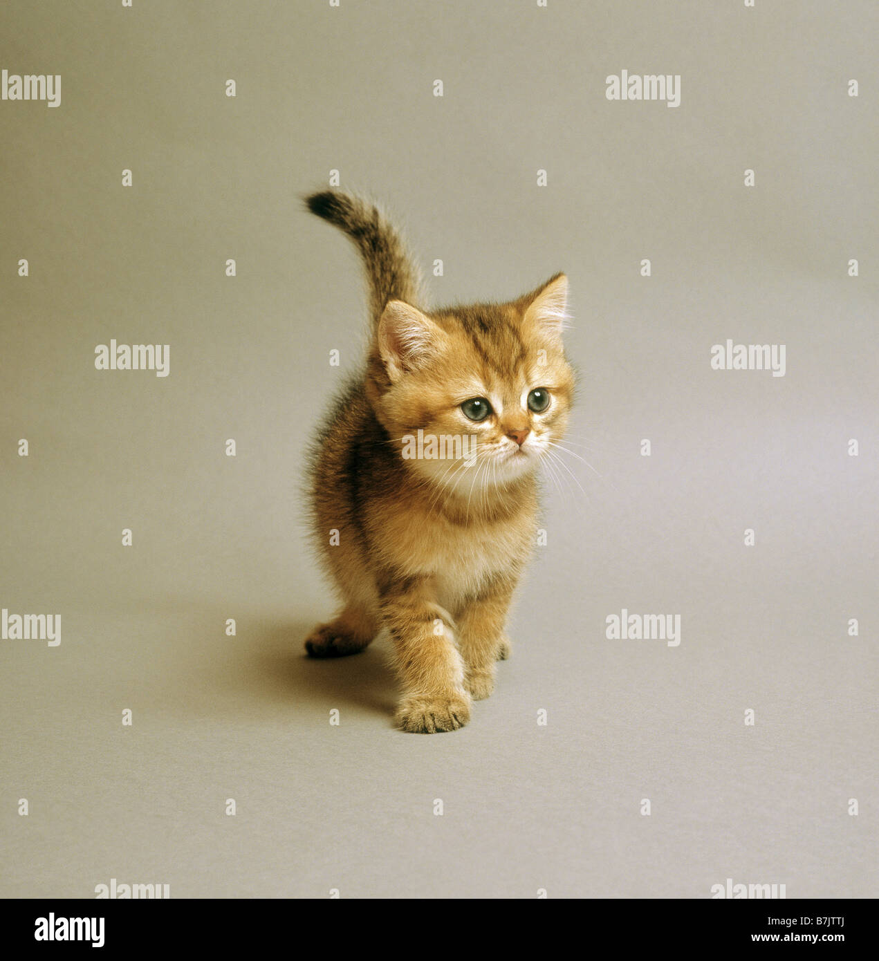 Exotisch Kurzhaar Katze Kätzchen - Ausschneiden Stockfoto