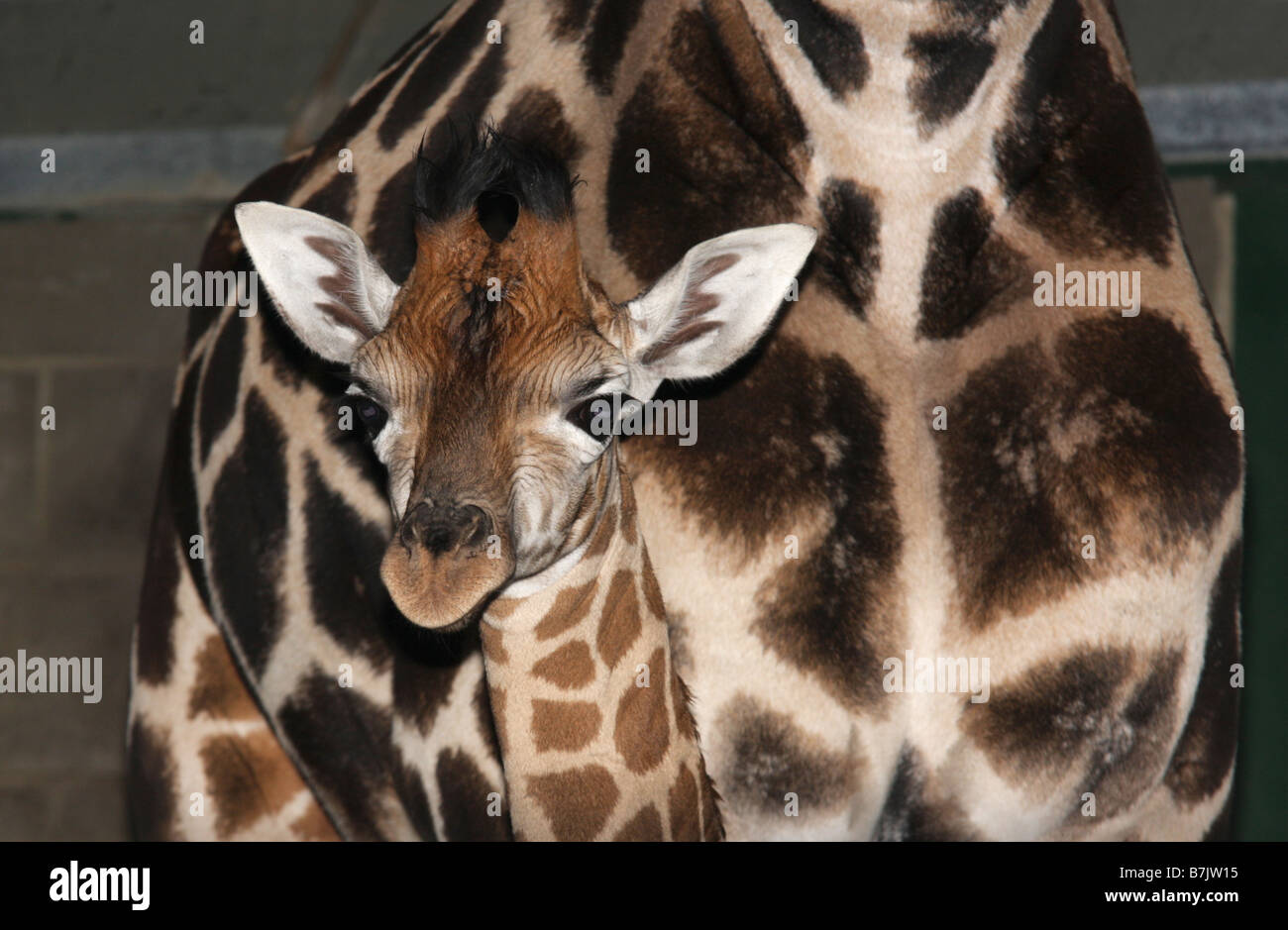 Drei Wochen alten giraffe Stockfoto