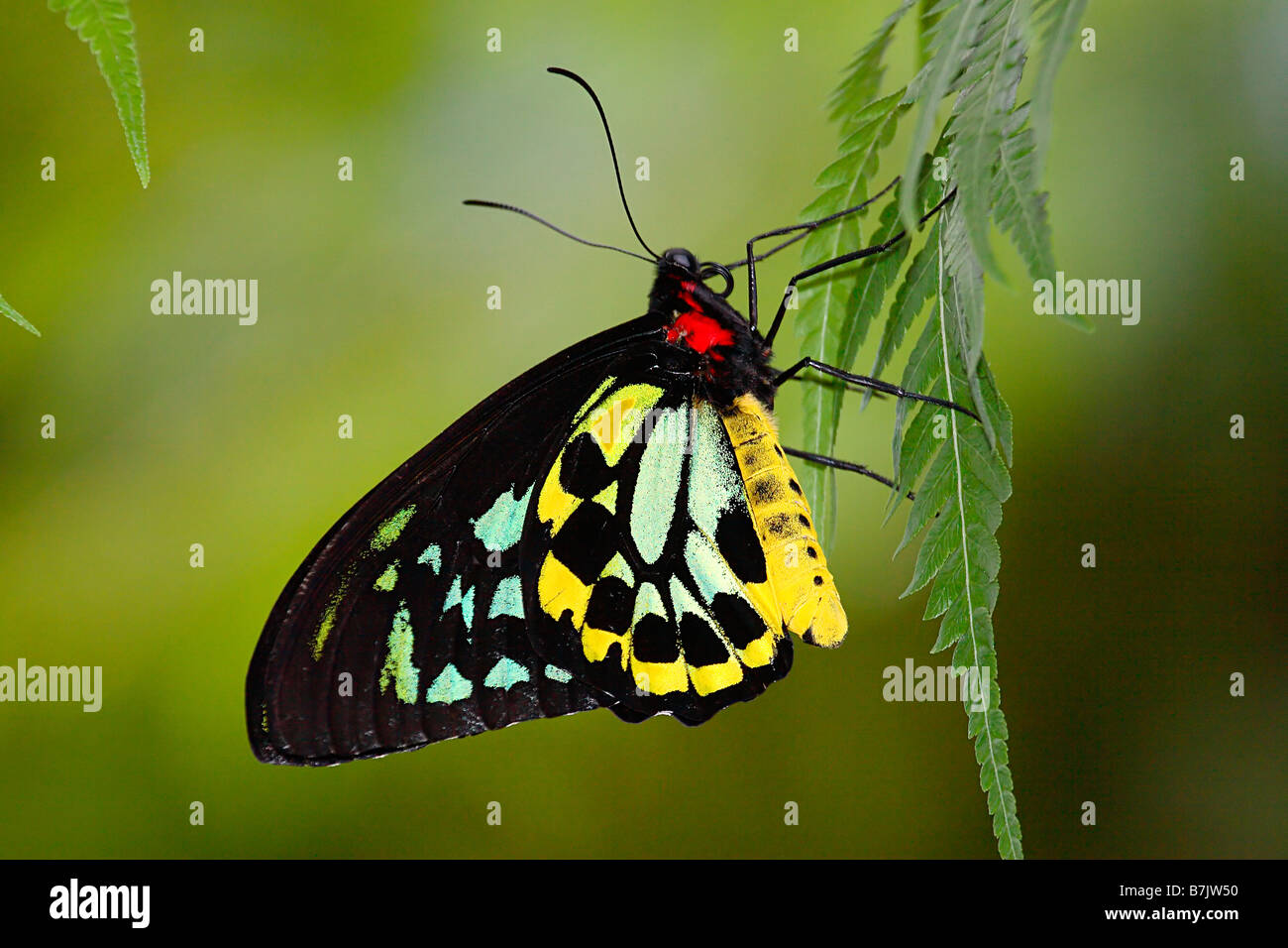 Birdwing Schmetterling Stockfoto