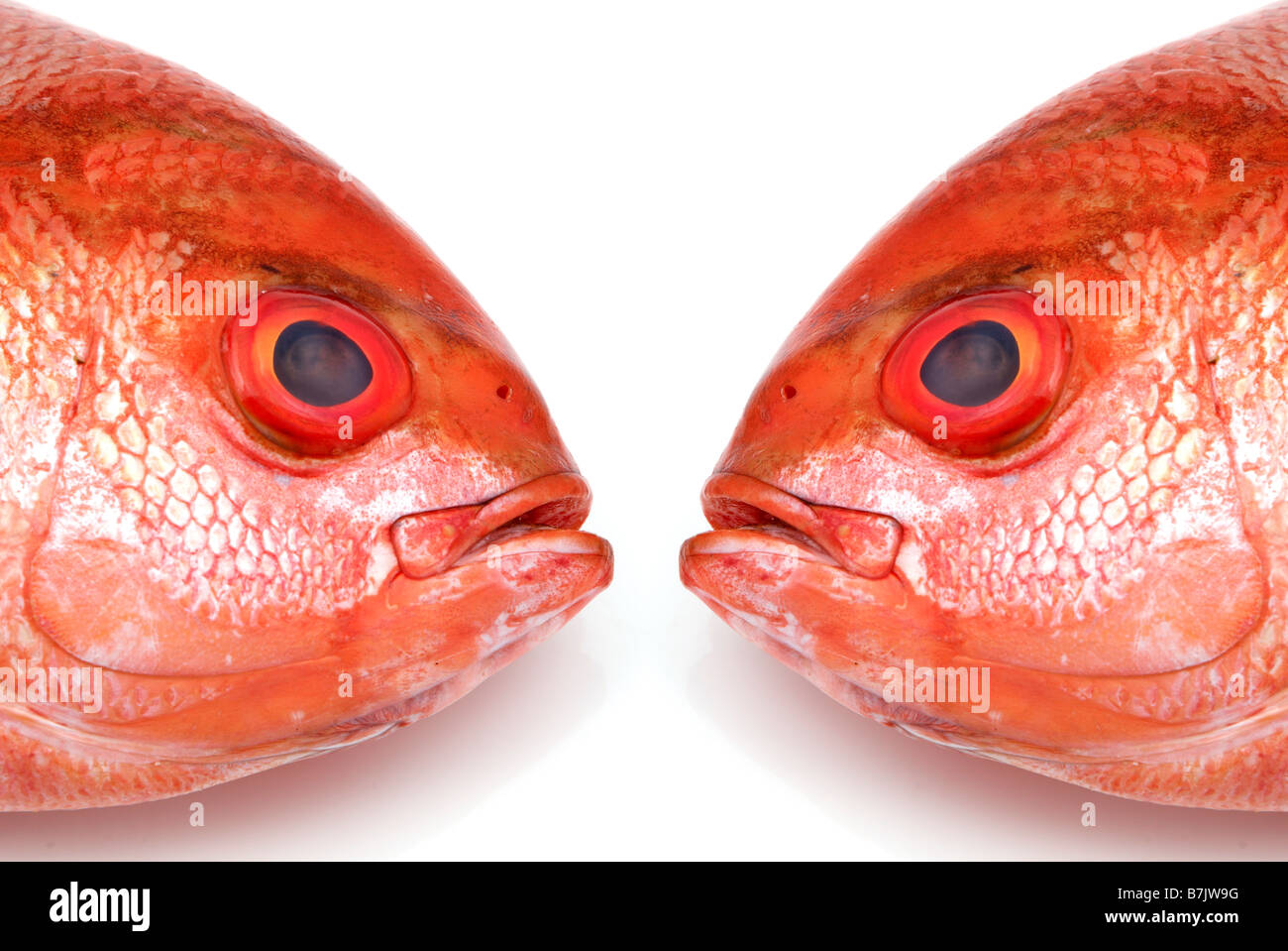 zwei rote Fische Stockfoto