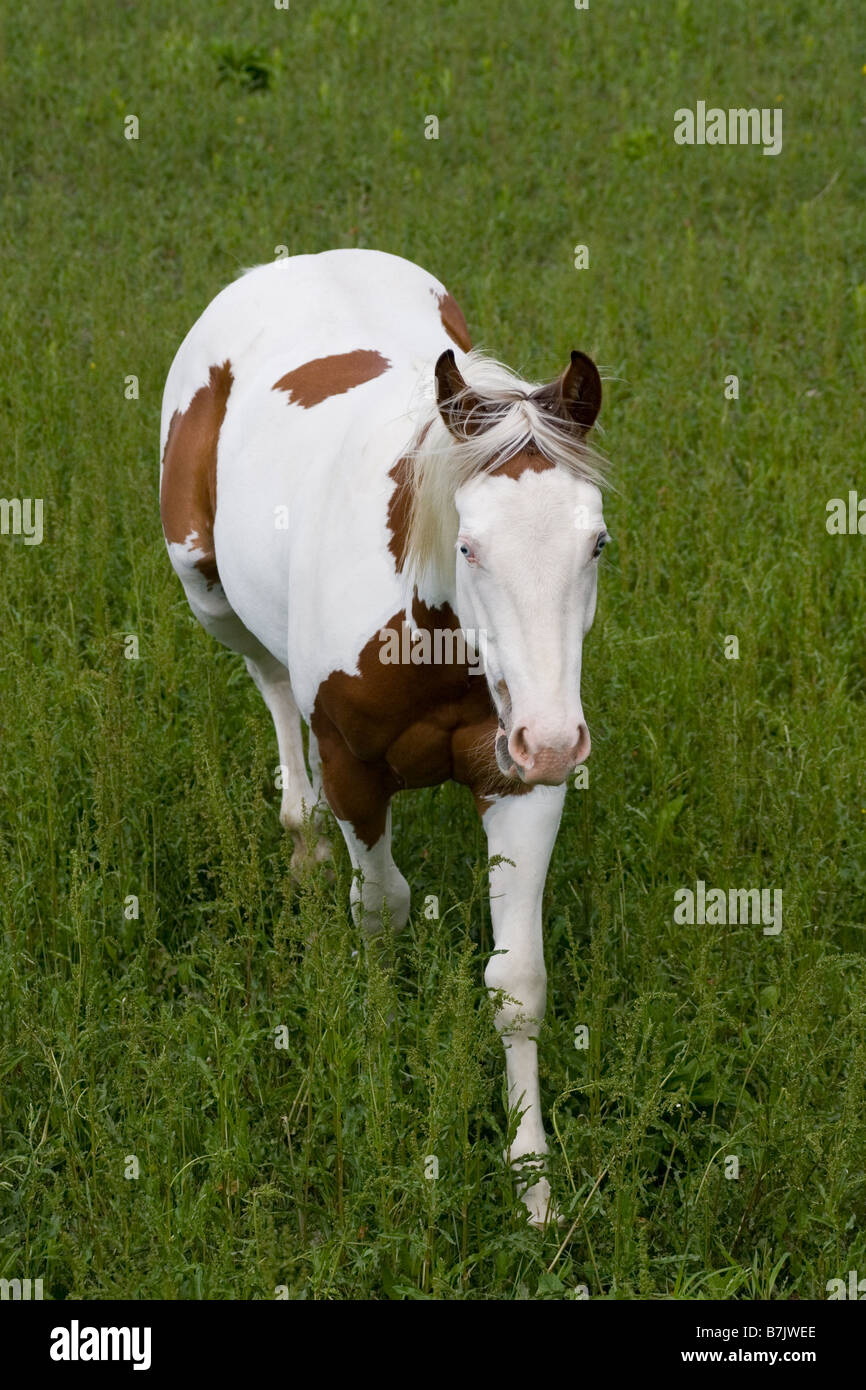 Sauerampfer und White Medicine Hat Paint Horse mit blauen Augen, die zu Fuß in ein Feld Stockfoto