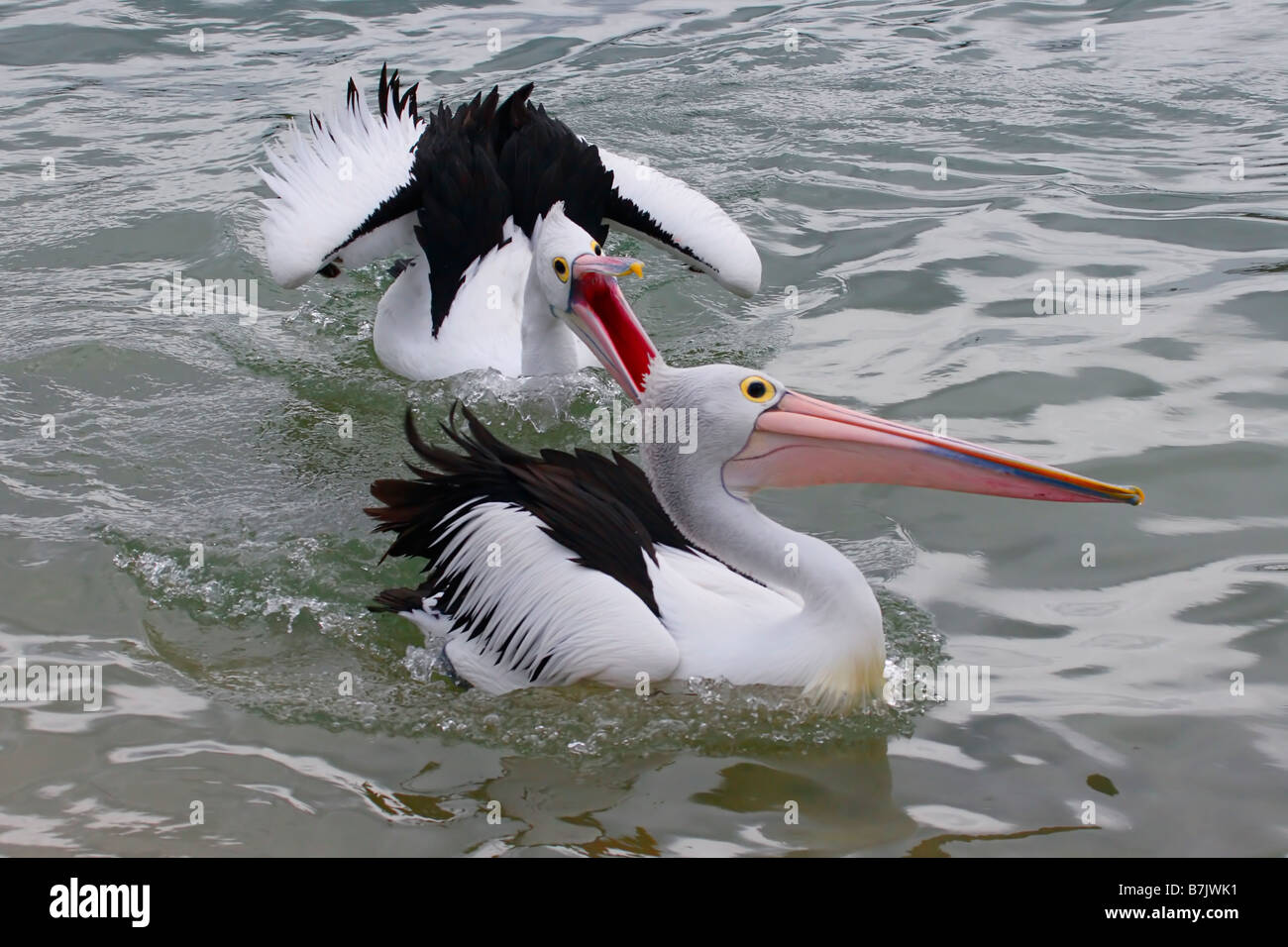 Australische Pelikane 2 Stockfoto