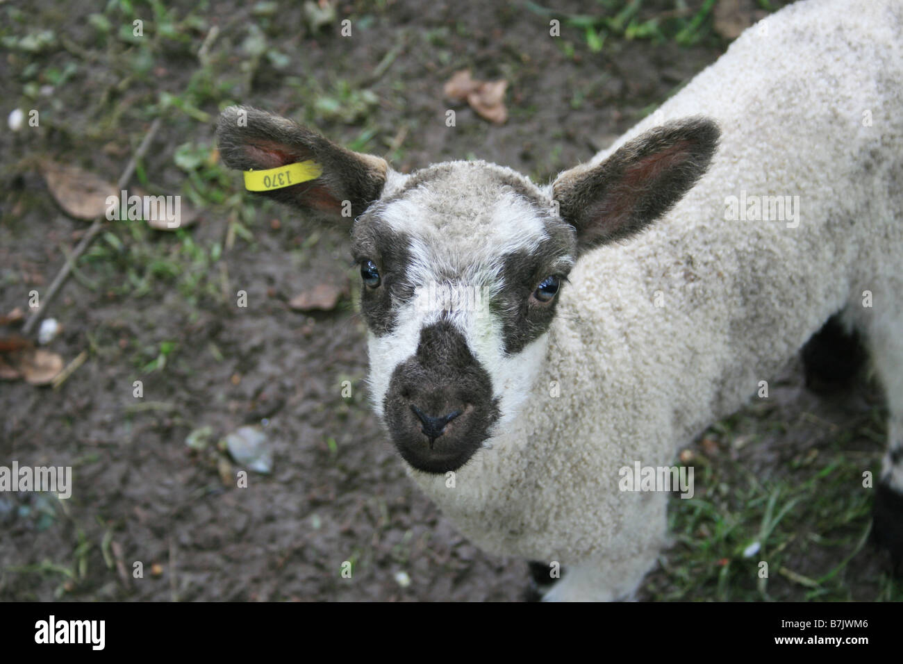 Nahaufnahme von Baby Lamm Stockfoto