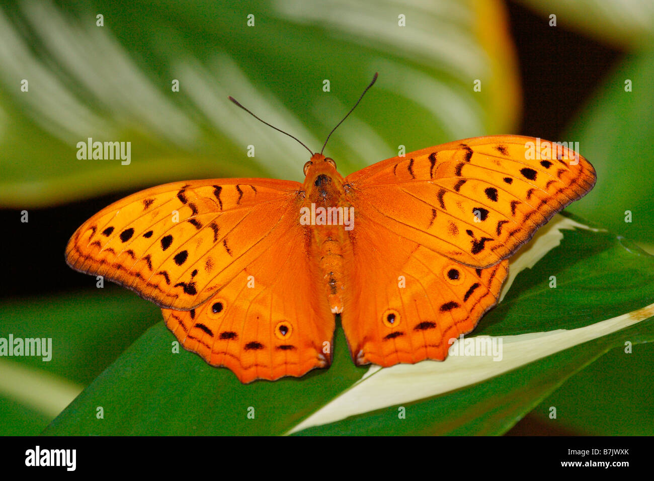 Kreuzer Schmetterling Vindula Arsinoe adais Stockfoto