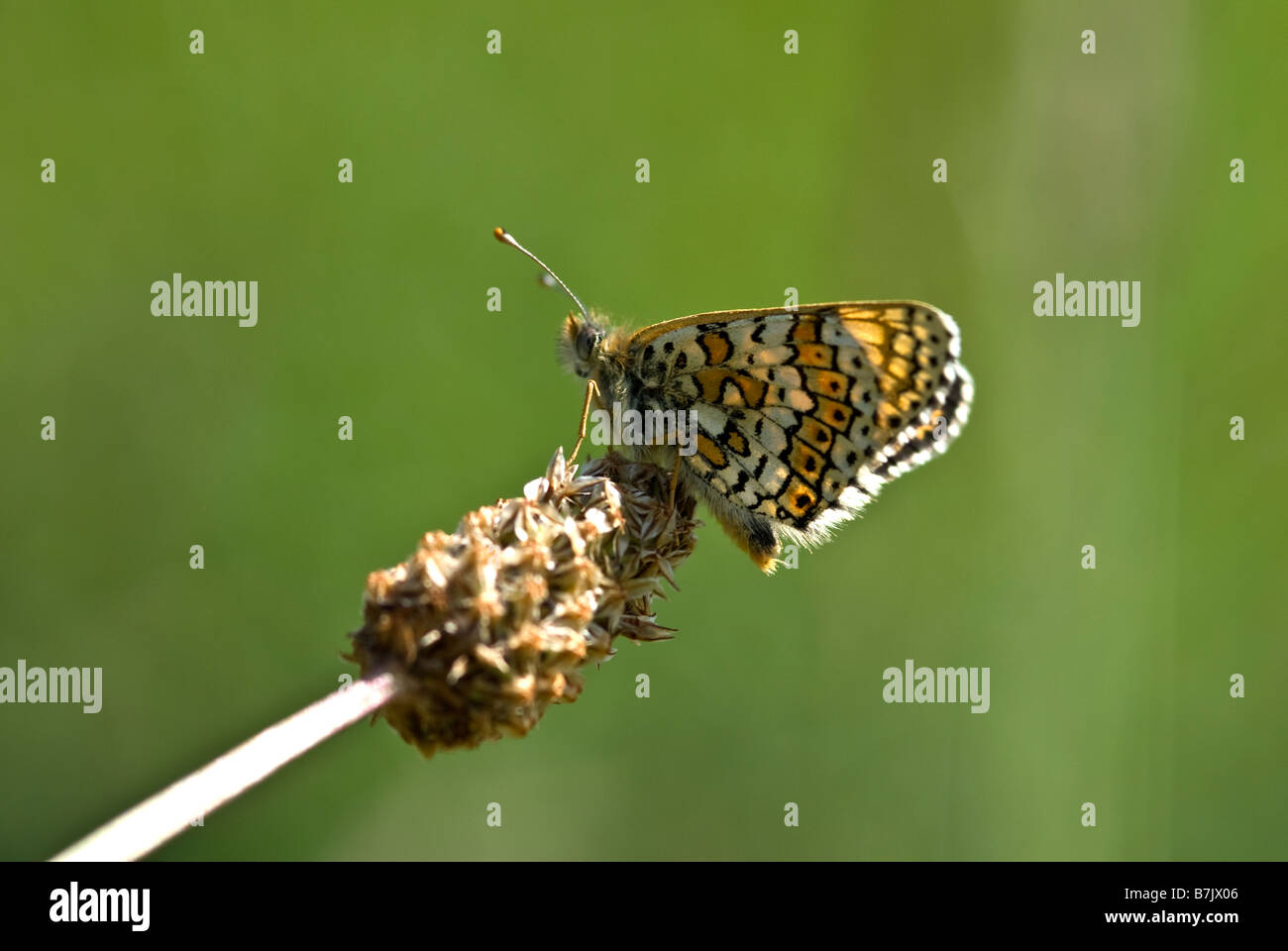 Glanville Fritillary Melitaea Cinxia Unterseite Stockfoto